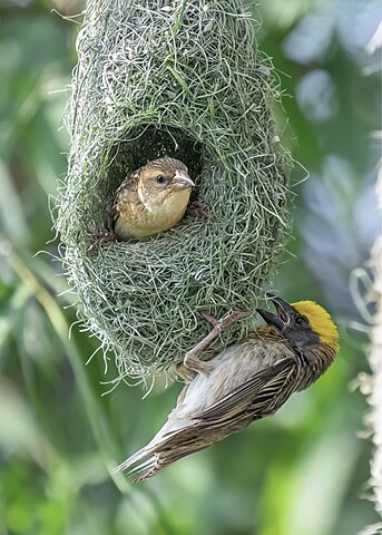 Picture of Baya Weaver Nest