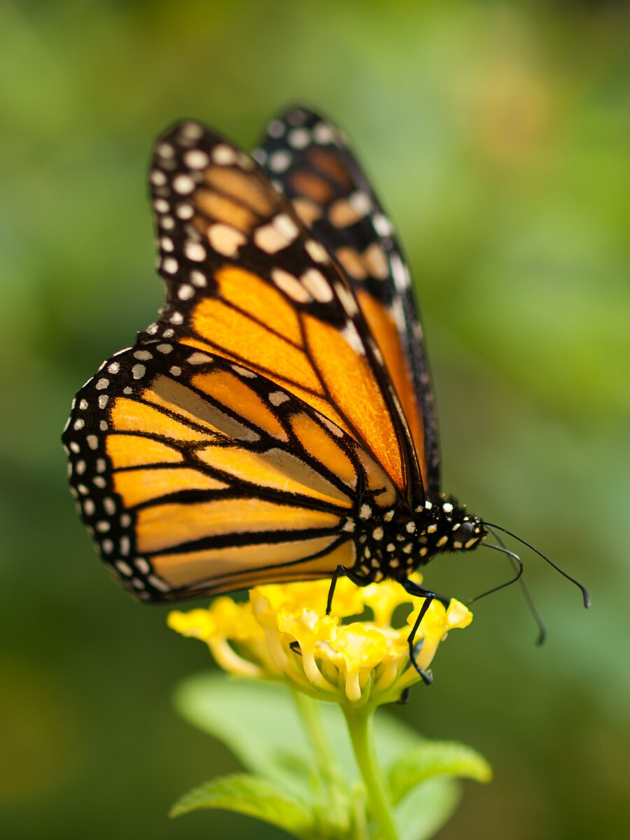 Picture of Monarch Butterfly